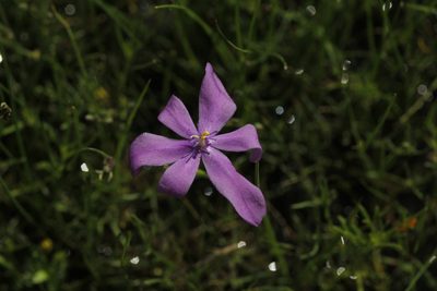 Nemastylis tenuis, photographed by Juan Cruzado Cortés