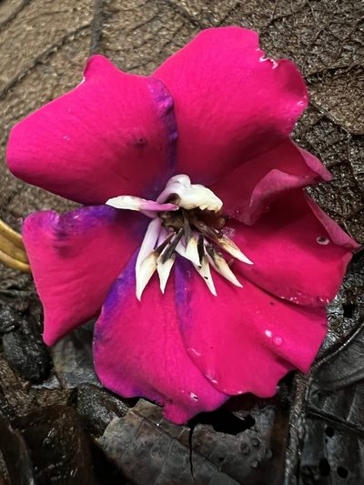 Meriania aguaditensis, photographed by Nicolás Baresch Uribe