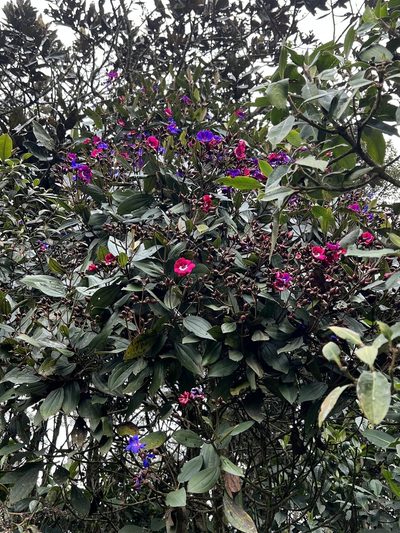 Meriania aguaditensis, photographed by Nicolás Baresch Uribe