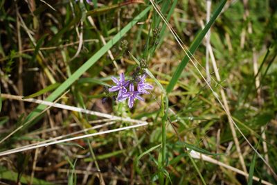 Caesia calliantha, photographed by Rod Lowther