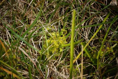 Drosera hookeri, photographed by Rod Lowther