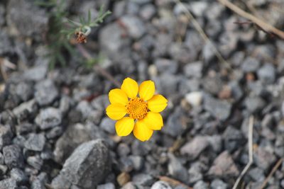 Dyssodia tagetiflora, photographed by José Belem Hernández Díaz