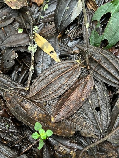 Meriania aguaditensis, photographed by Nicolás Baresch Uribe
