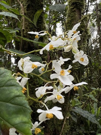 Begonia cornuta, photographed by Nicolás Baresch Uribe