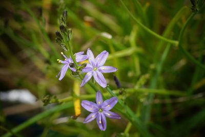 Caesia calliantha, photographed by Rod Lowther
