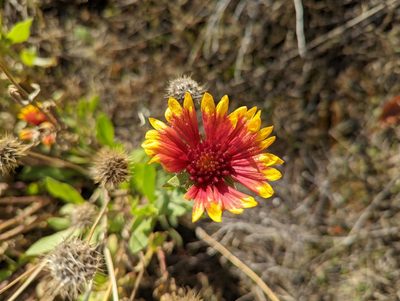 Gaillardia aristata, photographed by Matt Muir