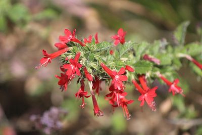 Loeselia mexicana, photographed by José Belem Hernández Díaz