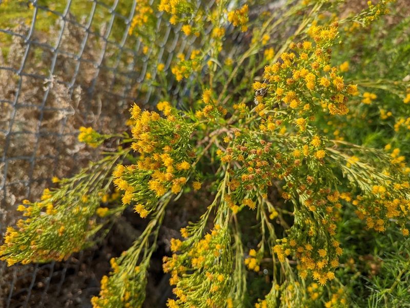 Euthamia occidentalis, photographed by Matt Muir