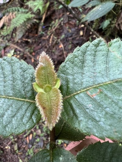 Weinmannia rollottii, photographed by Nicolás Baresch Uribe