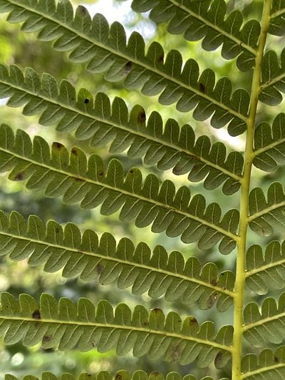 Cibotium chamissoi, photographed by Tara Severns