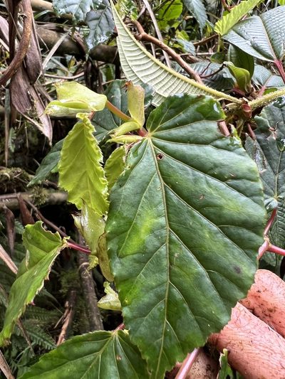 Begonia cornuta, photographed by Nicolás Baresch Uribe