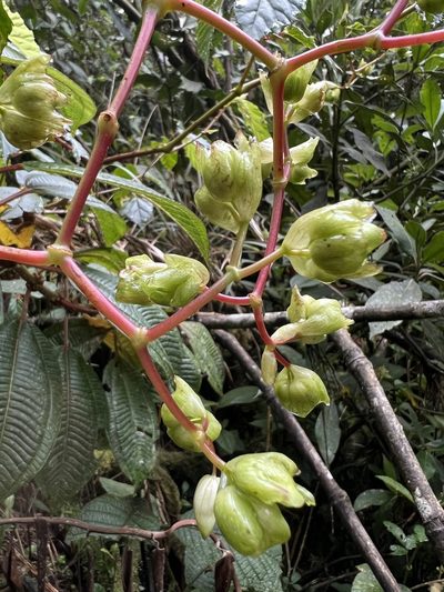 Begonia cornuta, photographed by Nicolás Baresch Uribe
