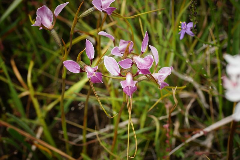 Diuris punctata, photographed by Rod Lowther