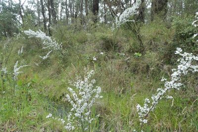 Leptospermum continentale, photographed by Lisa D.
