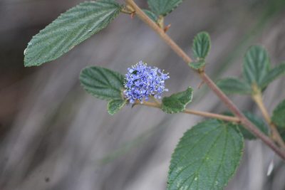 Ceanothus caeruleus, photographed by José Belem Hernández Díaz