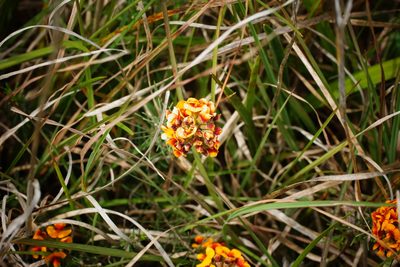 Dillwynia cinerascens, photographed by Rod Lowther