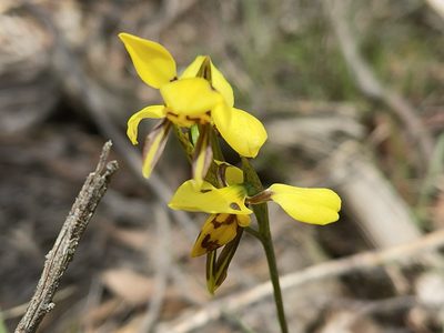 Diuris sulphurea, photographed by Dylan Wishart