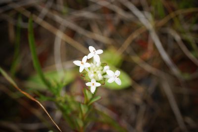 Pimelea humilis, photographed by Rod Lowther
