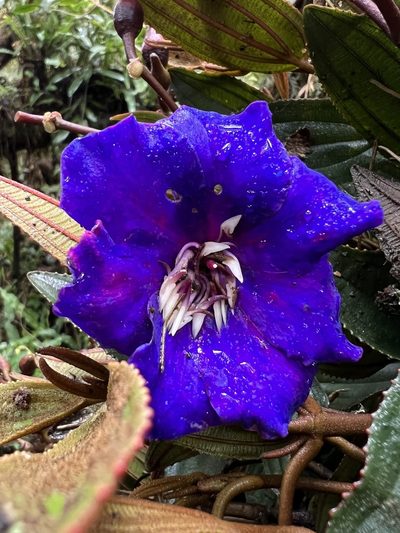 Meriania aguaditensis, photographed by Nicolás Baresch Uribe