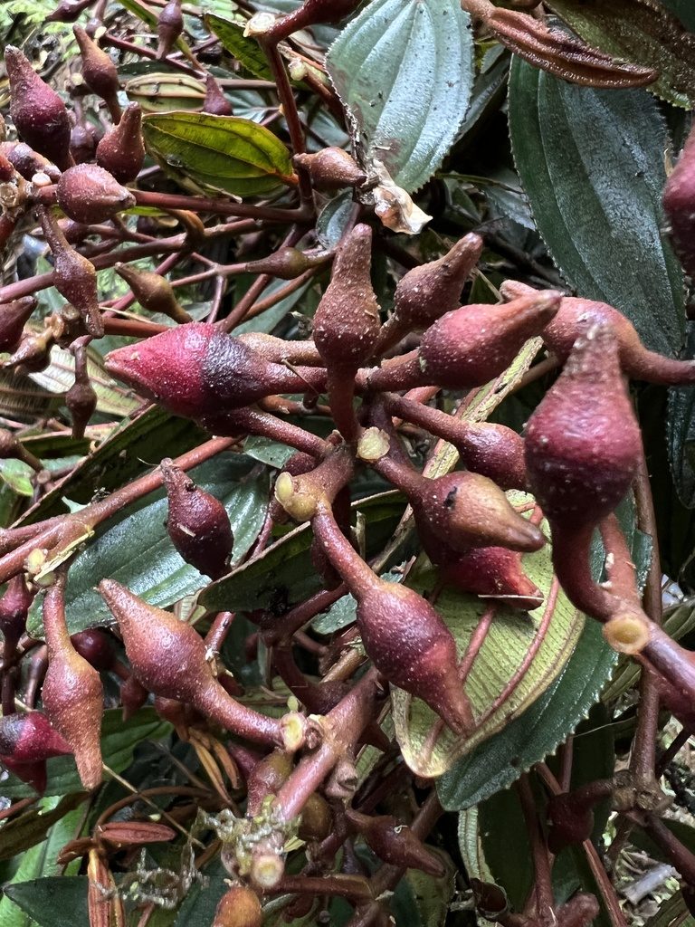 Meriania aguaditensis, photographed by Nicolás Baresch Uribe