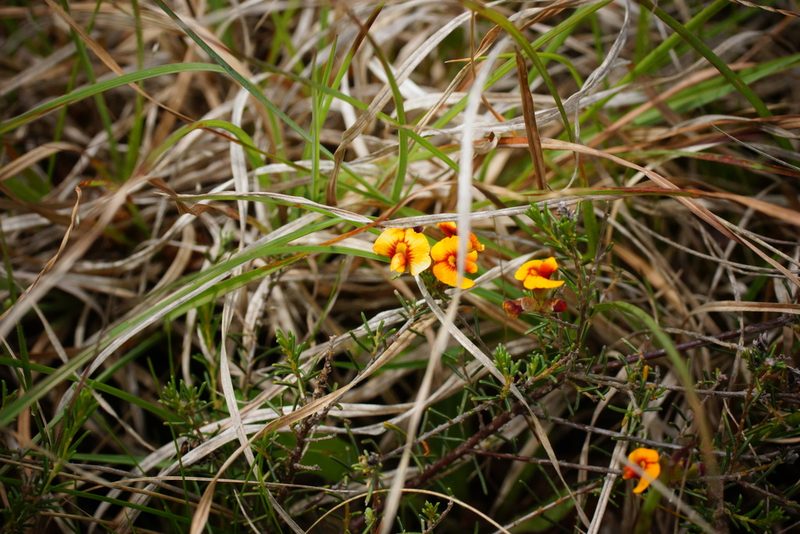 Dillwynia cinerascens, photographed by Rod Lowther