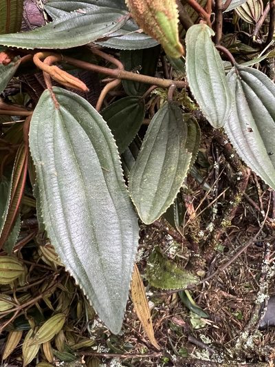 Meriania aguaditensis, photographed by Nicolás Baresch Uribe