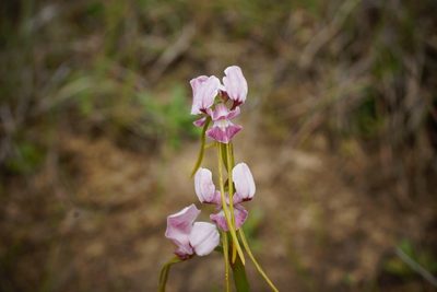 Diuris punctata, photographed by Rod Lowther