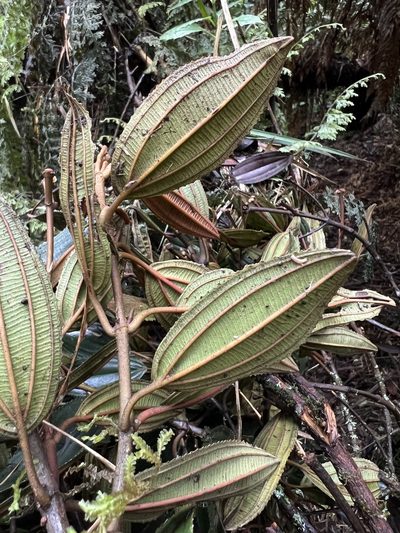 Meriania aguaditensis, photographed by Nicolás Baresch Uribe