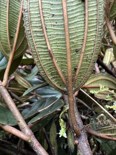 Meriania aguaditensis, photographed by Nicolás Baresch Uribe