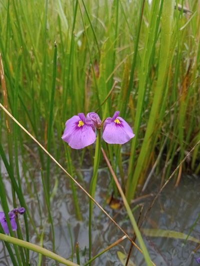 Utricularia beaugleholei, photographed by Nina Kerr