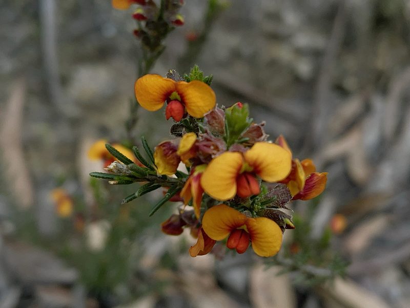 Dillwynia sericea, photographed by Dylan Wishart