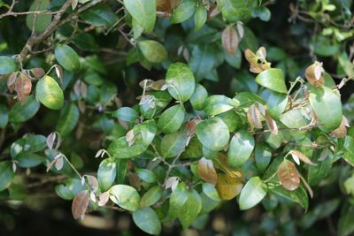Cleistanthus cunninghamii, photographed by Greg Tasney
