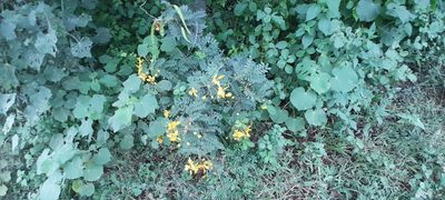 Senna auriculata, photographed by P Jeganathan