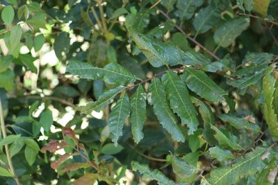 Cupaniopsis newmanii, photographed by Greg Tasney