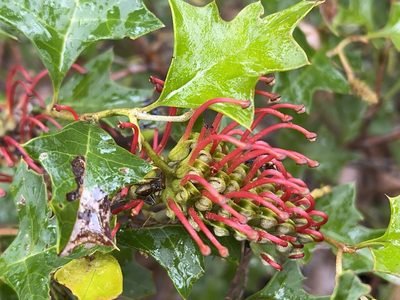 Grevillea steiglitziana, photographed by Dylan Wishart