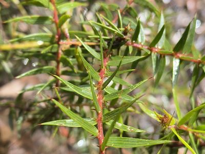 Acacia oxycedrus, photographed by Dylan Wishart