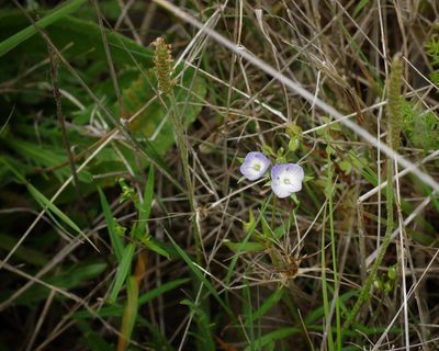 Veronica gracilis, photographed by Rod Lowther