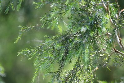 Melaleuca bracteata, photographed by Greg Tasney