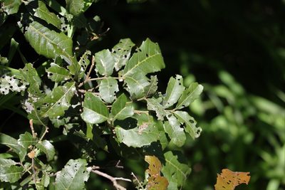 Elattostachys xylocarpa, photographed by Greg Tasney
