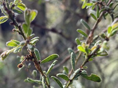 Acacia aspera