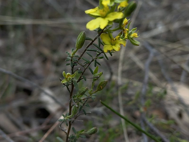 Hibbertia australis, photographed by Dylan Wishart