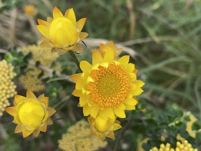 Xerochrysum viscosum, photographed by Dylan Wishart