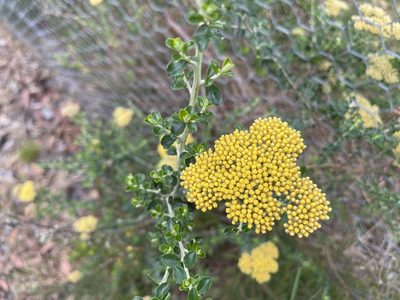 Ozothamnus obcordatus, photographed by Dylan Wishart