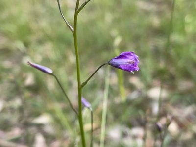 Dichopogon strictus, photographed by Dylan Wishart