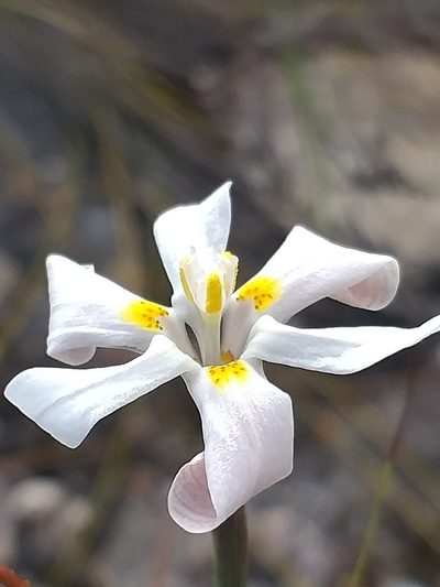 Moraea viscaria, photographed by kevin koen