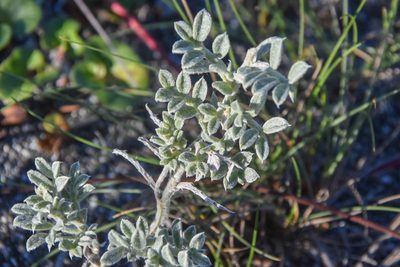 Lathyrus littoralis, photographed by Jay Pruett