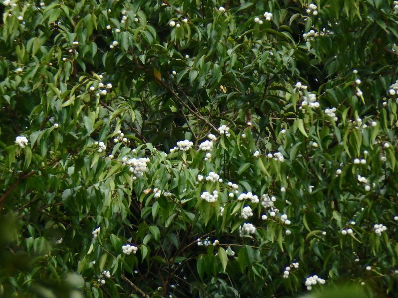 Syzygium zeylanicum, photographed by Samuel Lee