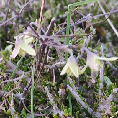 Clematis marata, photographed by Jenny Saito