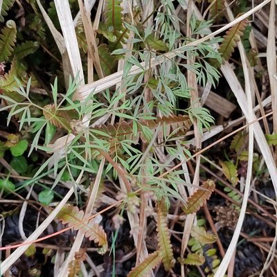 Anisotome filifolia, photographed by Jenny Saito