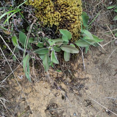 Hieracium levicaule, photographed by Jenny Saito